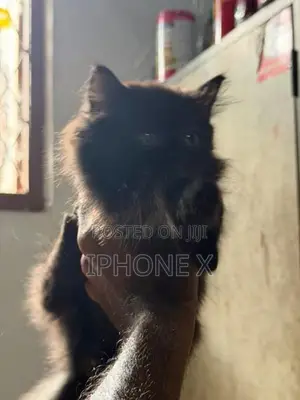 Persian Cat