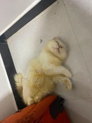 White Persian Cat