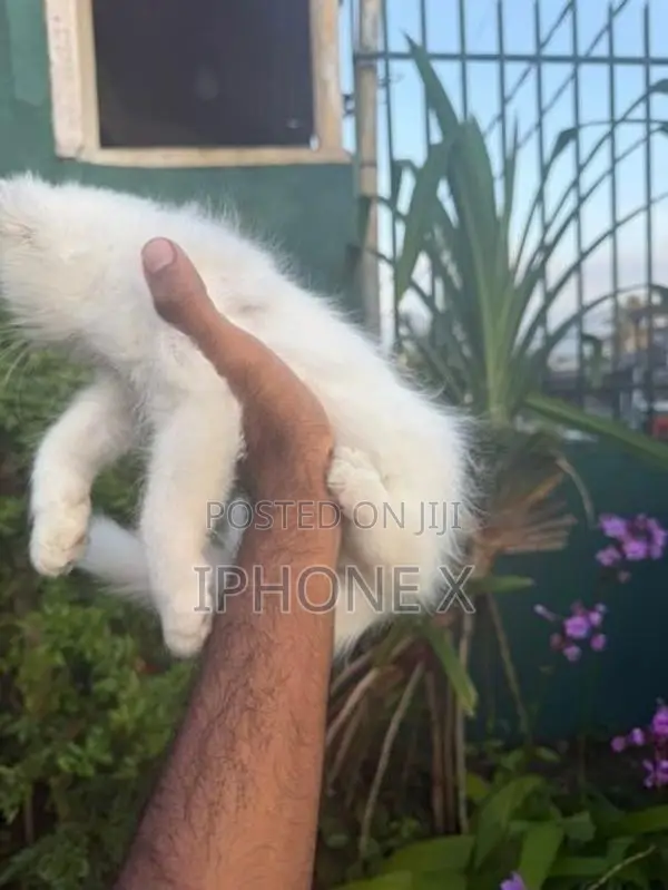 Persian Cat