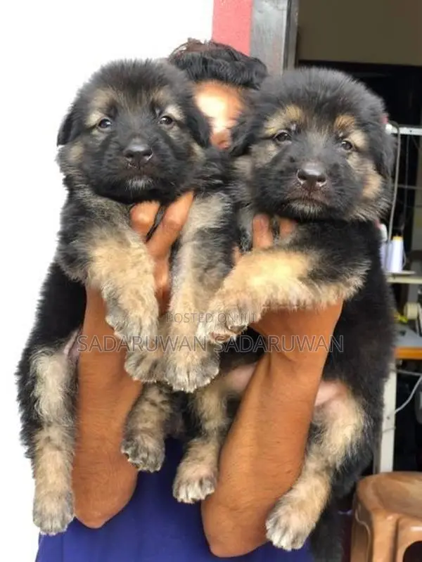 Greman Shepherd Long Cort Puppy