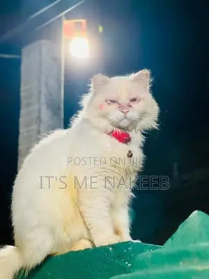 White Persian Cat