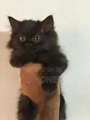 Persian Cat