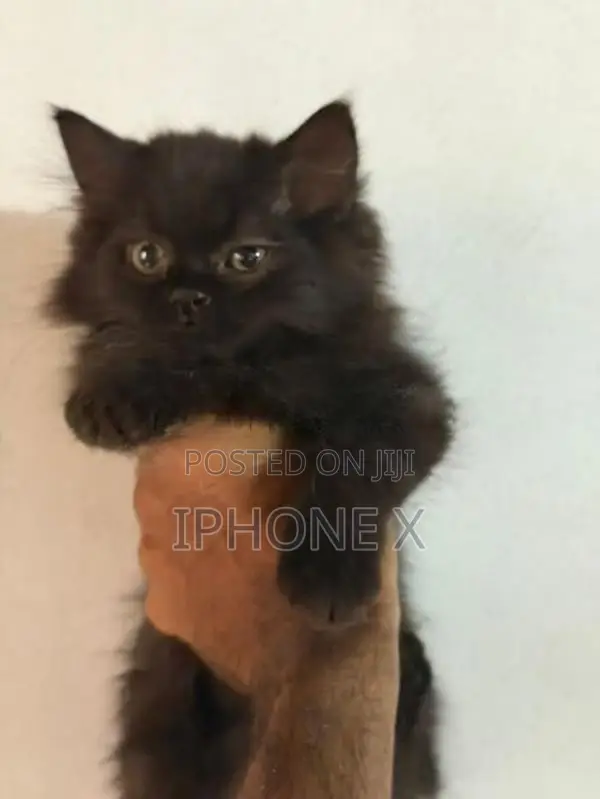 Persian Cat
