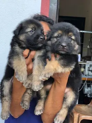 Greman Shepherd Long Cort Puppy
