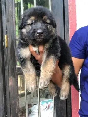 Greman Shepherd Long Cort Puppy