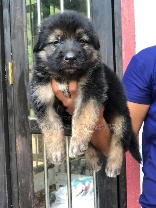 Greman Shepherd Long Cort Puppy