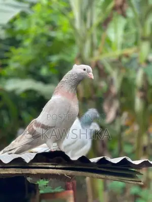 Pigeons