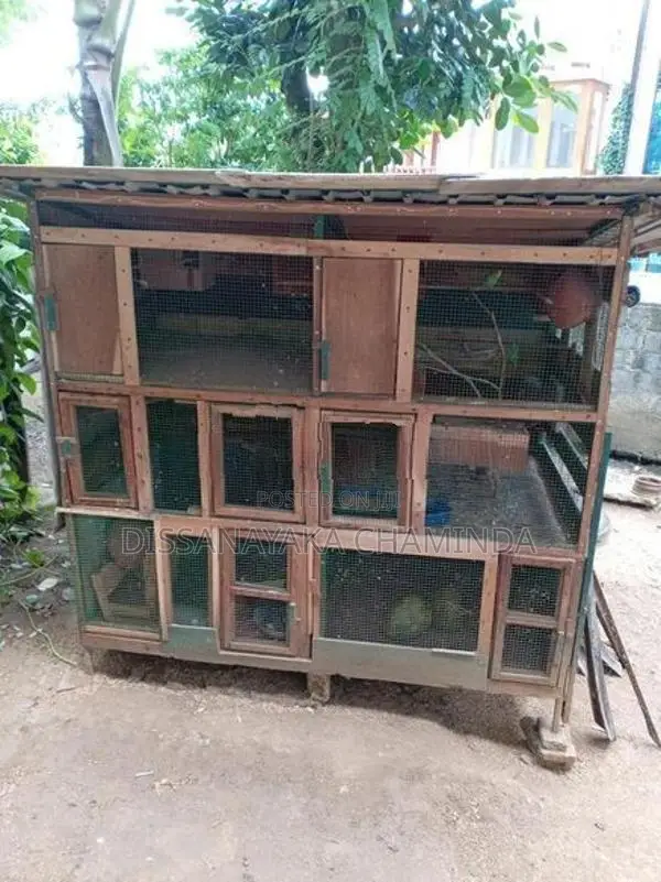 කුරුලු කුඩ