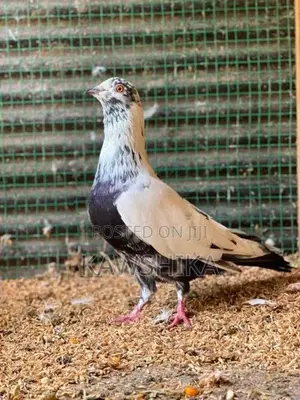 Pigeons