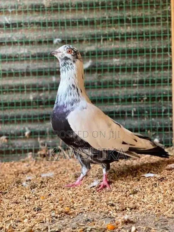 Pigeons