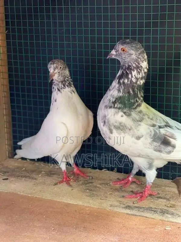 Pigeons