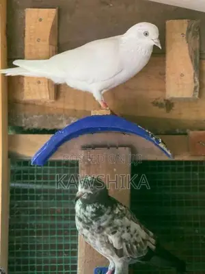 Pigeons