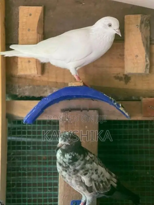 Pigeons