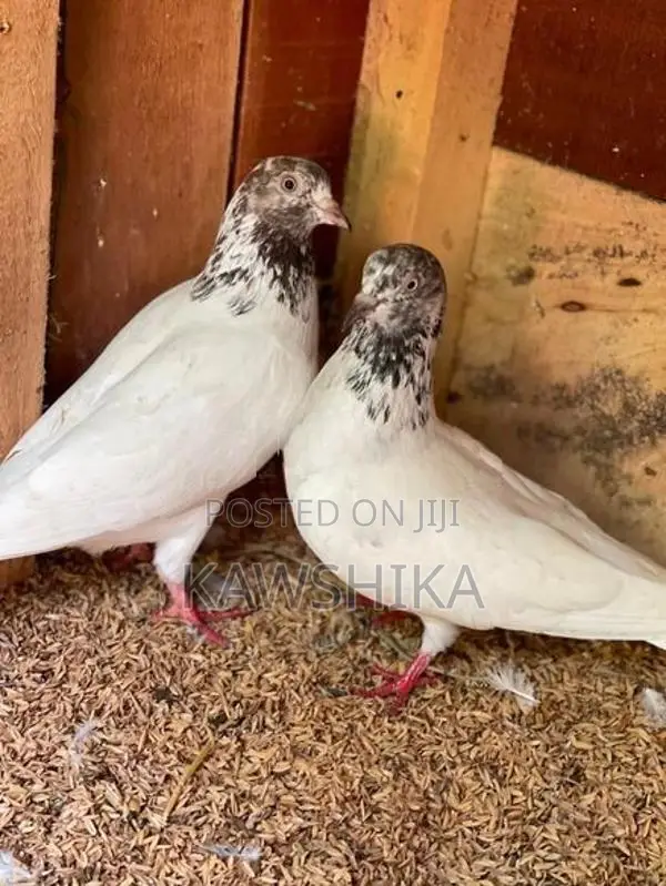 Pigeons