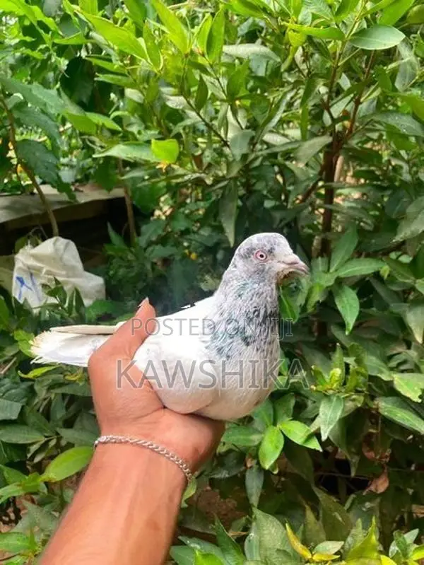 Pigeons