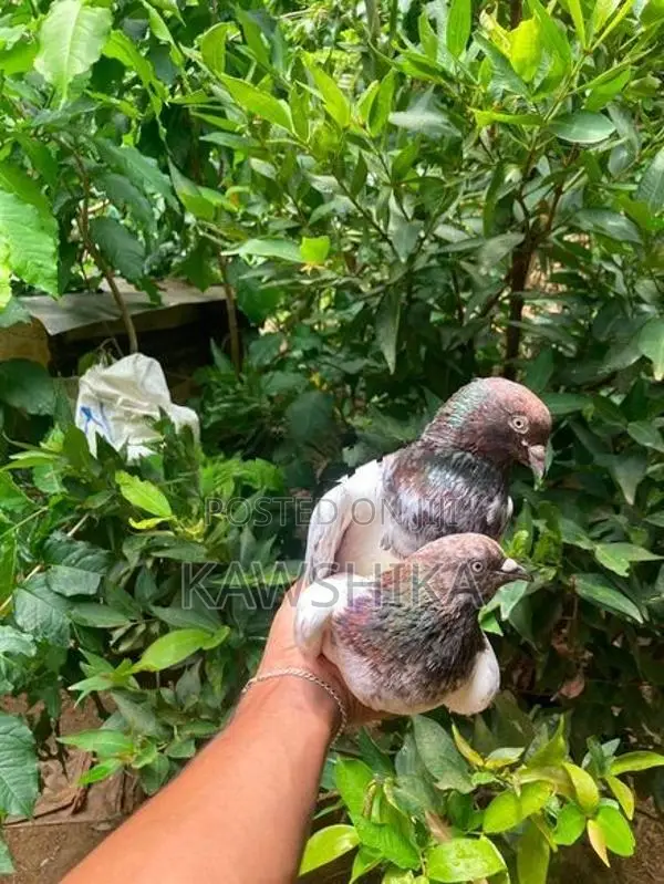 Pigeons