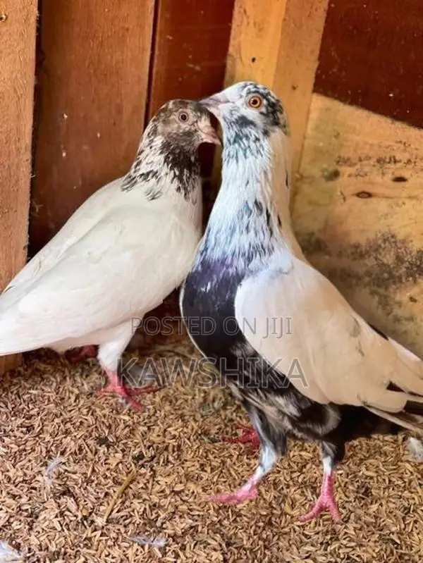 Pigeons