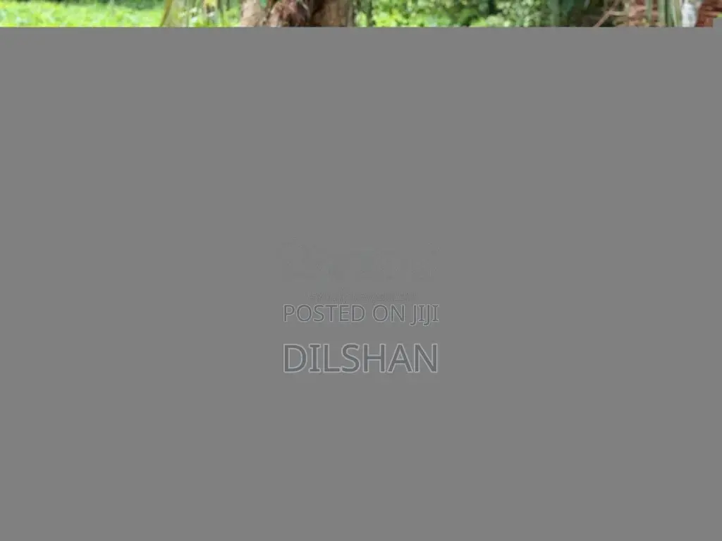 Honda MD 90 2021 Motorbike (Used)