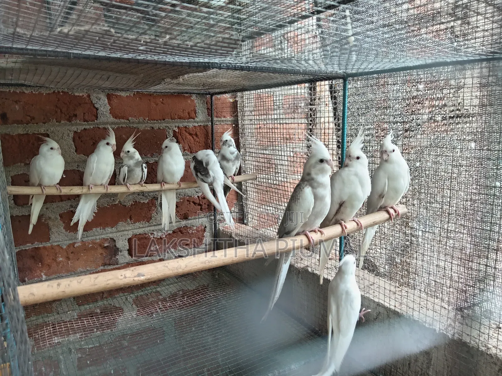 Cocktail Bird