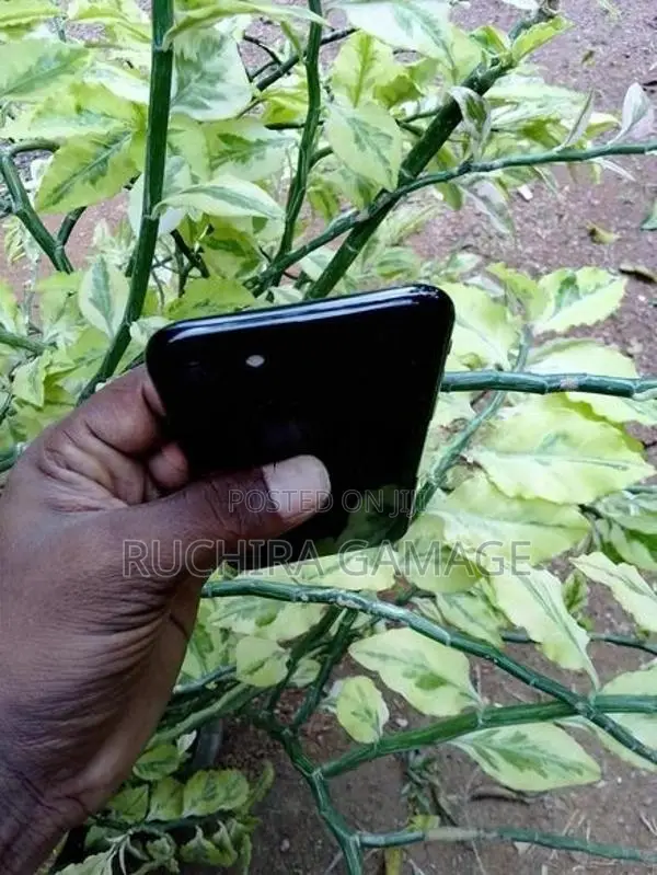 Apple iPhone 7 (Used)