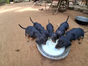 0-1 month Male Purebred Dachshund