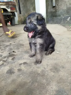 1-3 months Male Purebred German Shepherd