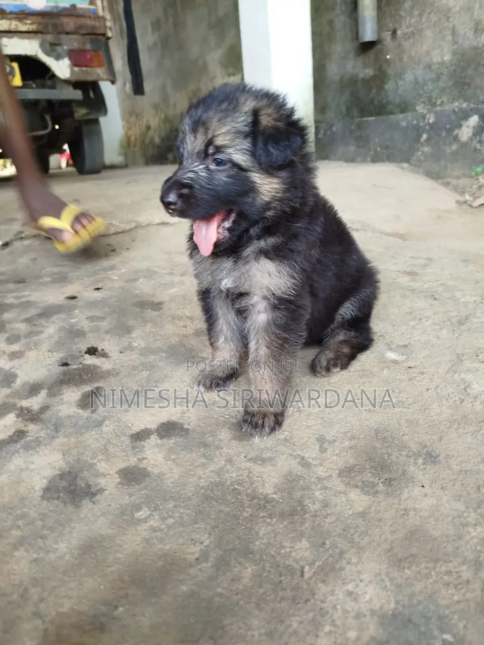 1-3 months Male Purebred German Shepherd