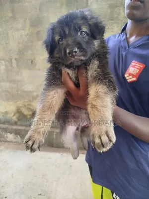 1-3 months Male Purebred German Shepherd