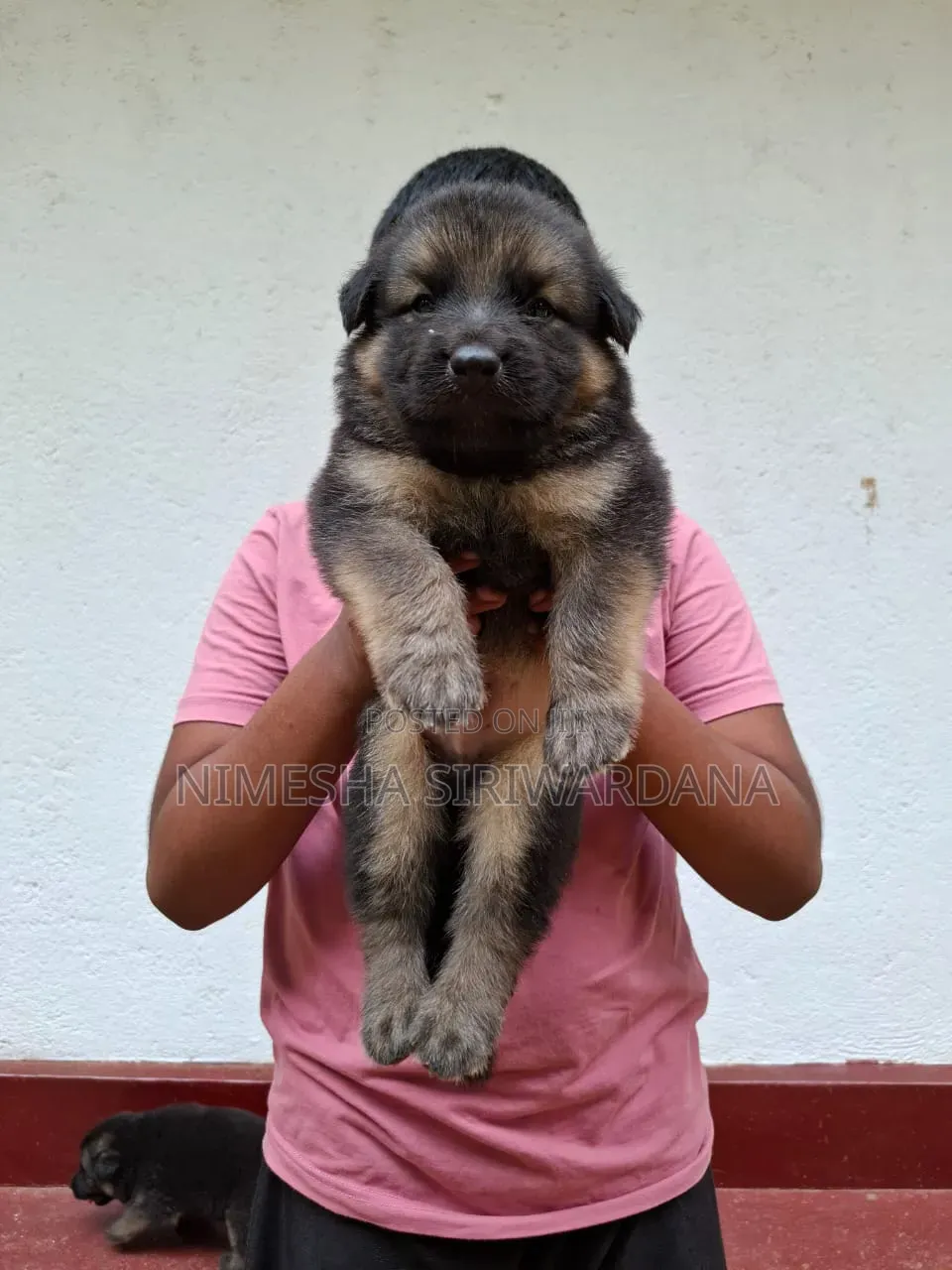 0-1 month Male Purebred German Shepherd