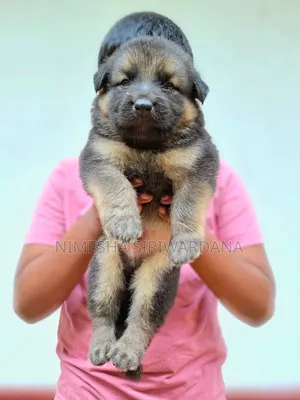 0-1 month Male Purebred German Shepherd