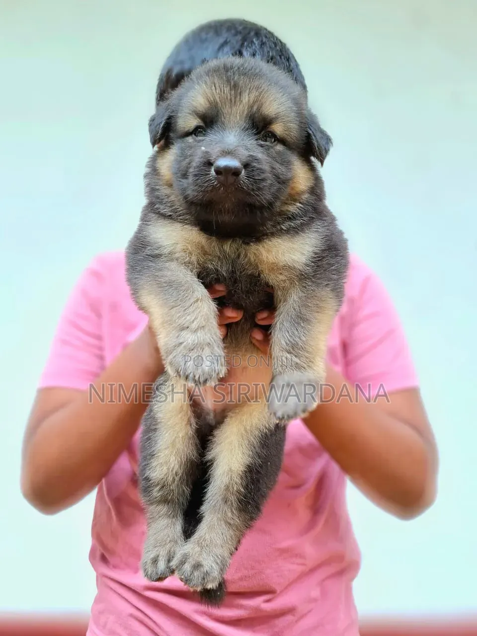 0-1 month Male Purebred German Shepherd