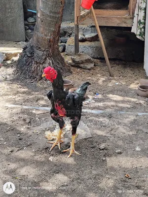 Kikiliyawa Kalla