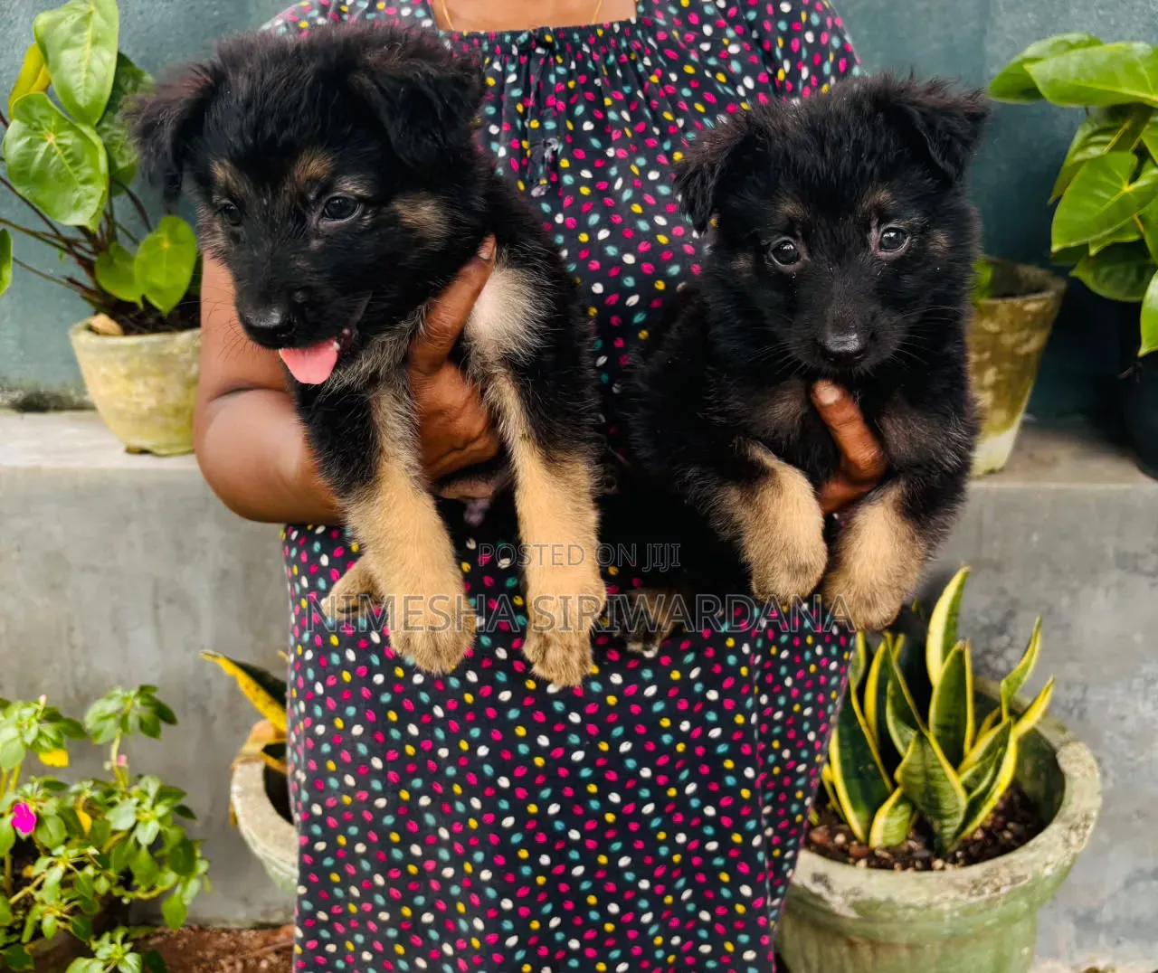 0-1 month Female Purebred German Shepherd