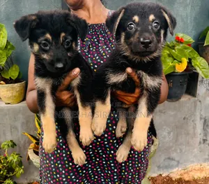 1-3 months Female Purebred German Shepherd