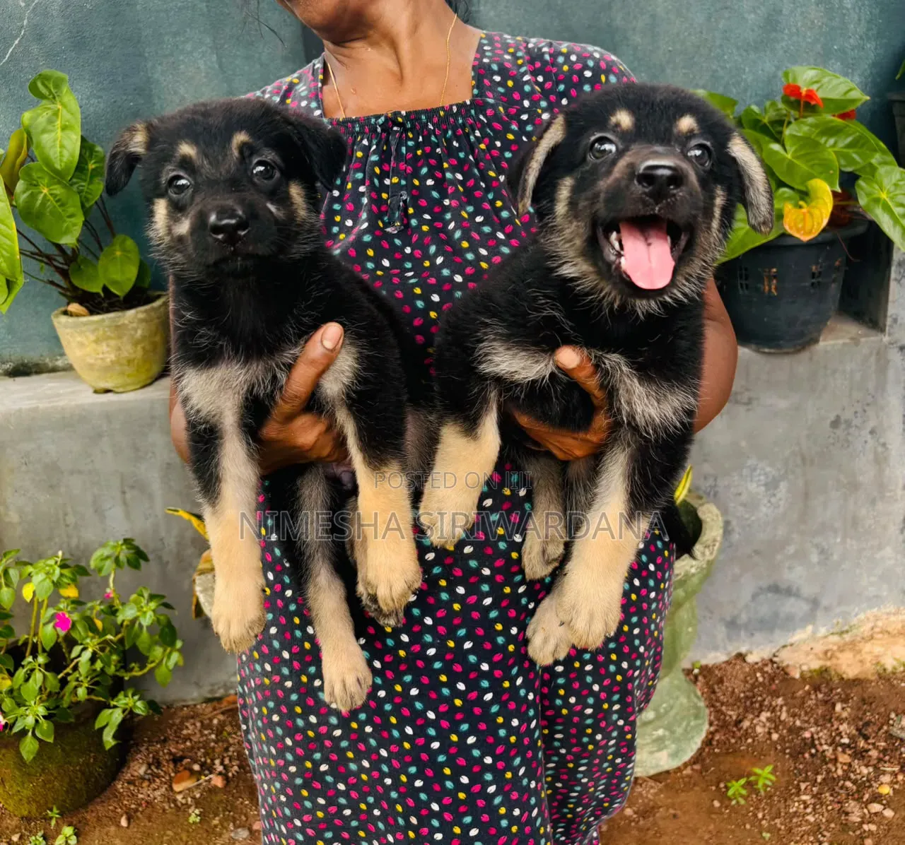1-3 months Female Purebred German Shepherd