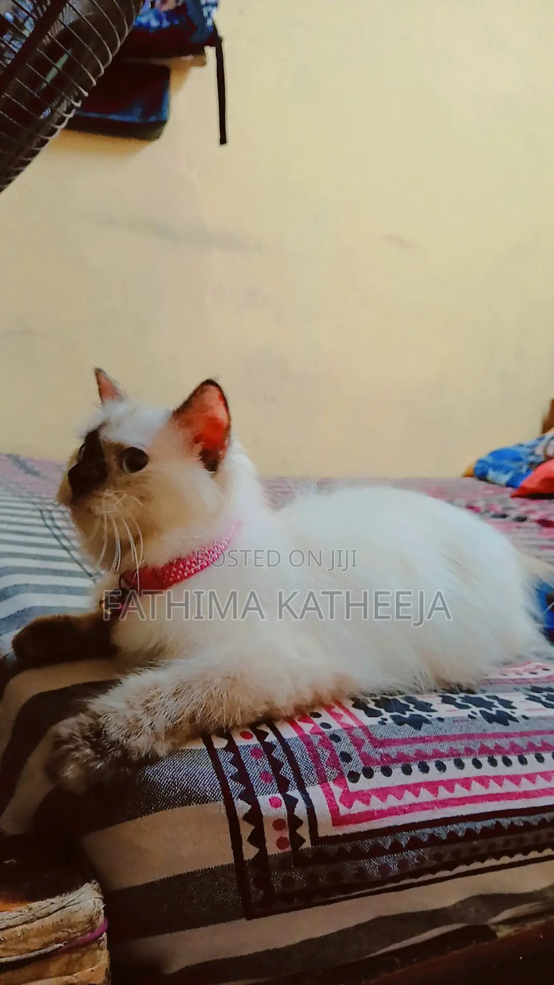 6-12 months Female Purebred Himalayan