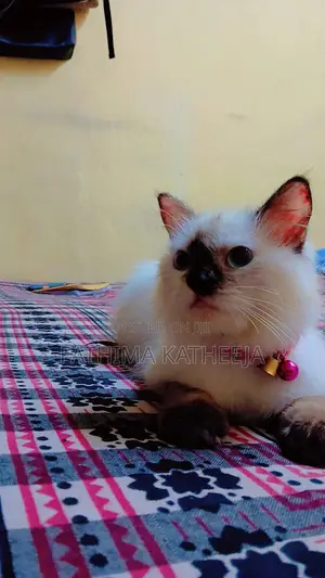 6-12 months Female Purebred Himalayan