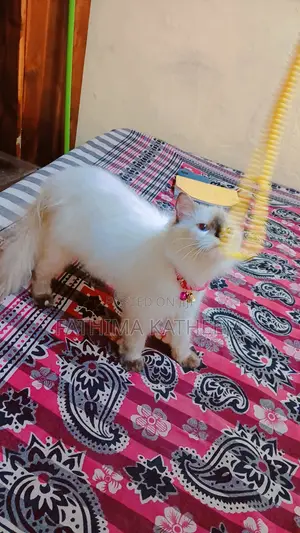 6-12 months Female Purebred Himalayan