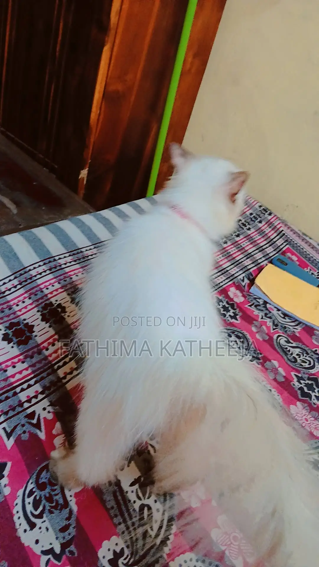 6-12 months Female Purebred Himalayan