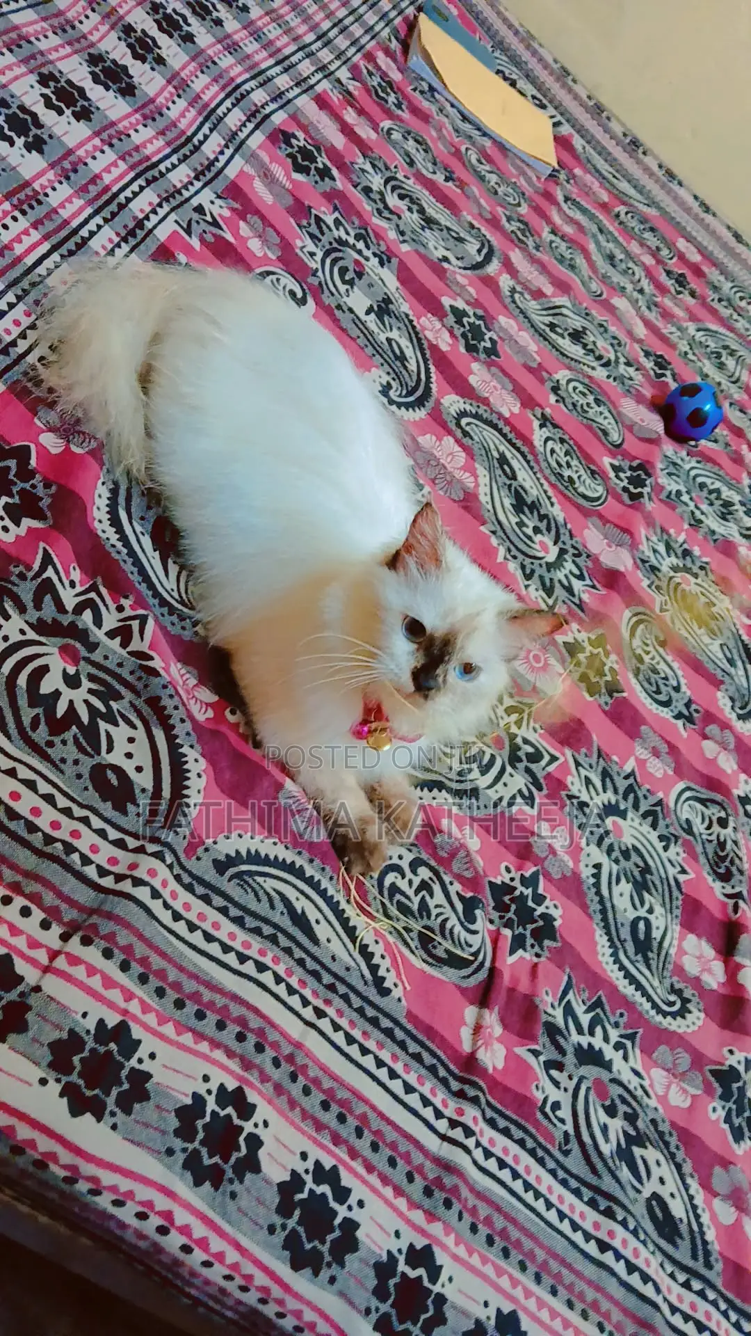6-12 months Female Purebred Himalayan
