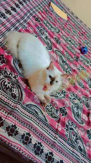 6-12 months Female Purebred Himalayan