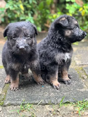 0-1 month Male Purebred German Shepherd