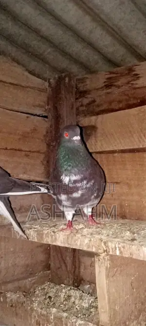 Pigeon for Sale