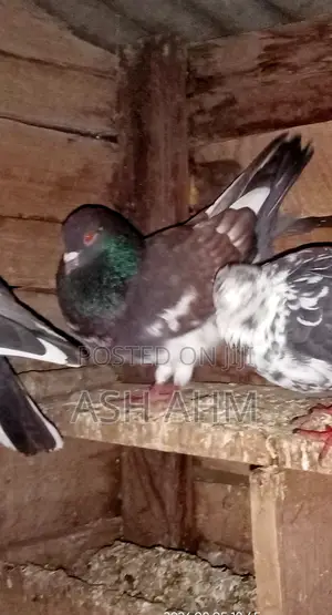 Pigeon for Sale