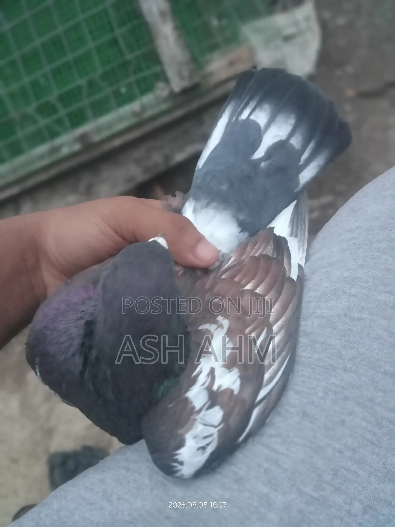 Pigeon for Sale