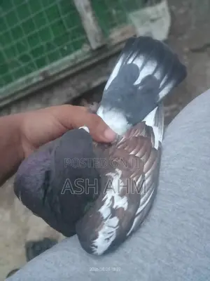 Pigeon for Sale