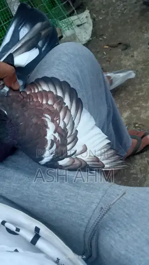 Pigeon for Sale