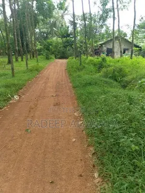 කිරිඳිවැල අවටින් වටිනා ඉඩමක් විකිණීමට