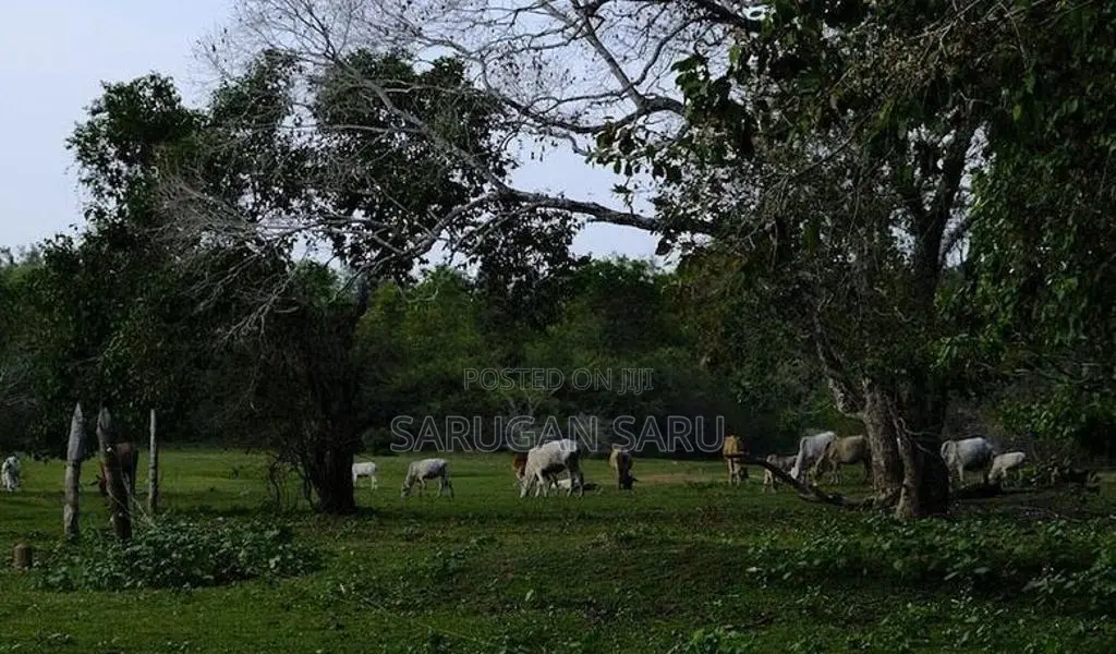 காணி நிலம் விற்பனைக்கு புல்லுமலை