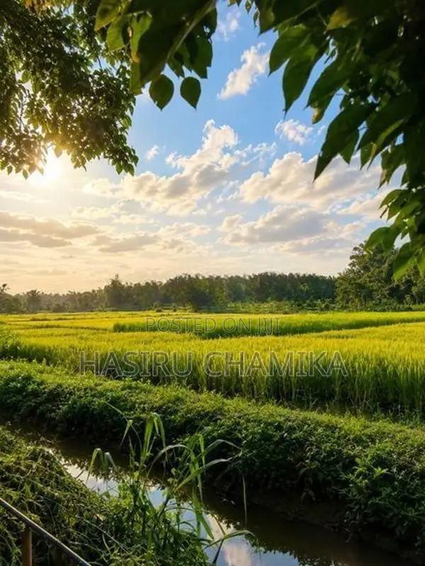 Paddy Front Land for Sale 8.7 Perches | Madapatha, Piliyandala
